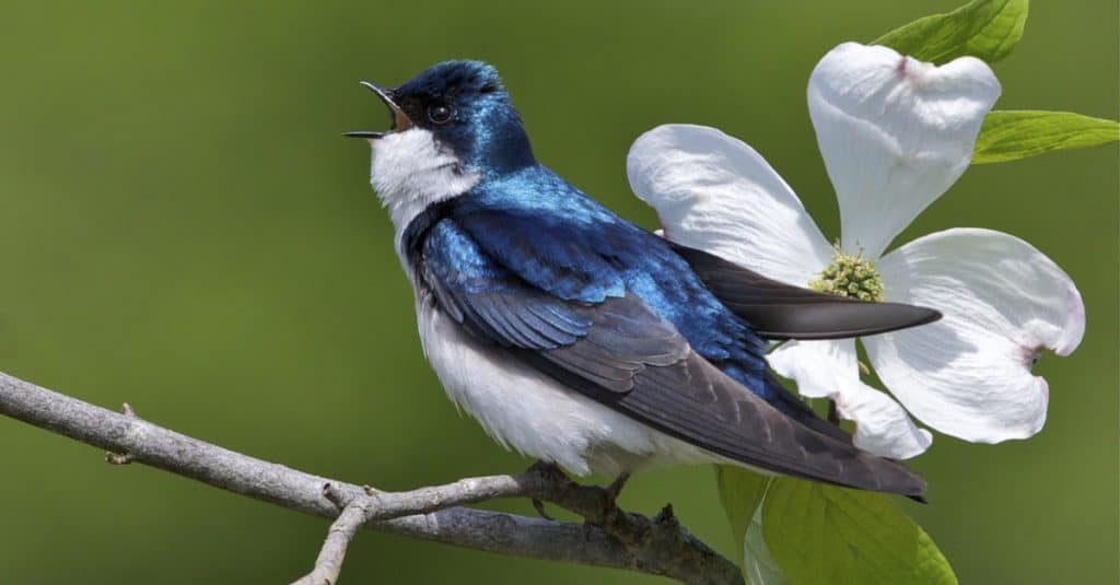 Rondine albero sul ramo con fiore di corniolo americano