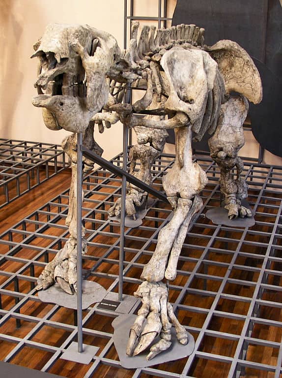 Megatherium americanum