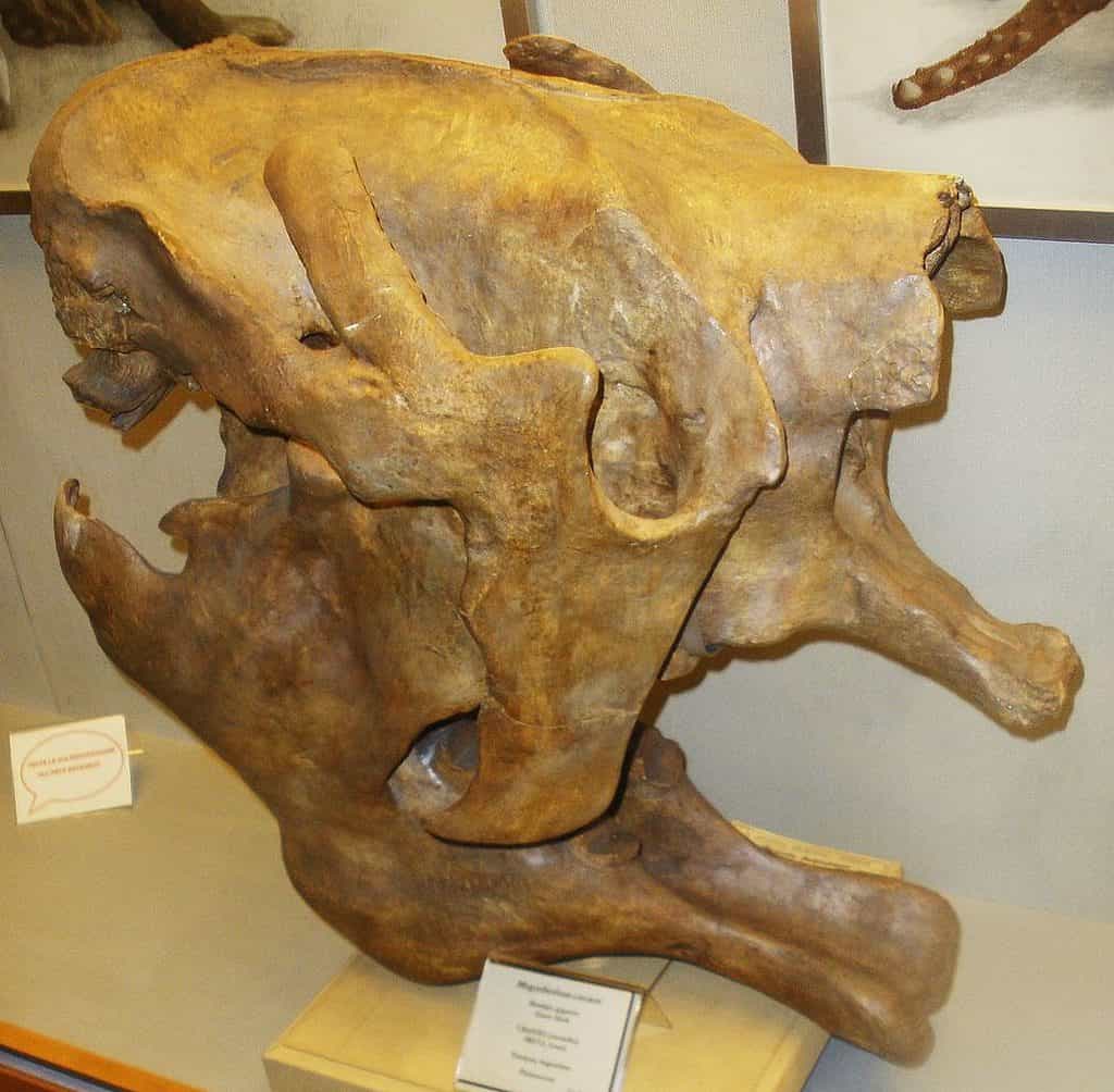 Megatherium cuvieri - teschio
