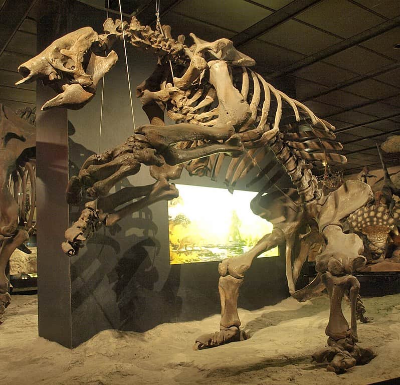 WLA hmns Eremotherium, bradipo terrestre gigante