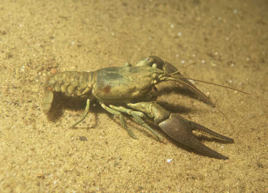 Gambero di fiume della contea di Benton (Cambarus aculabrum)