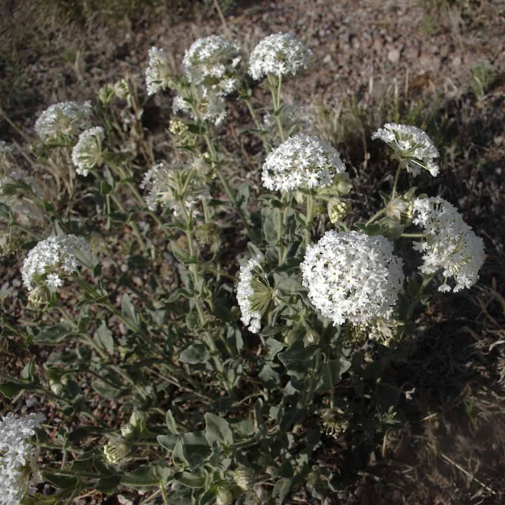 L'abitudine profumata di Abronia