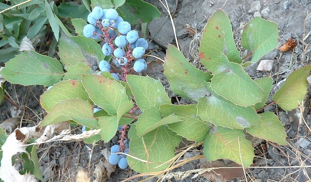 Mahonia repens crespino strisciante