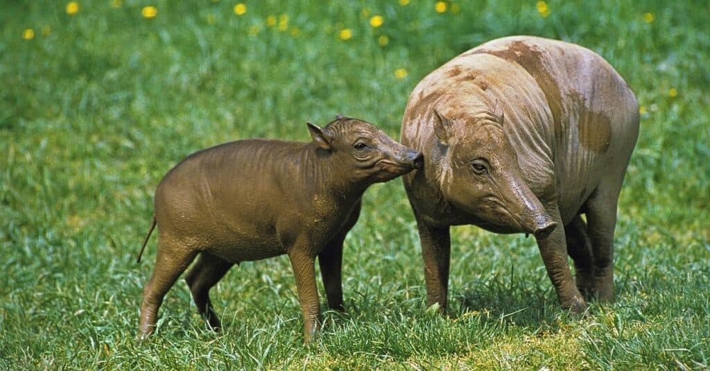 Babirusa madre con piccoli in un campo.