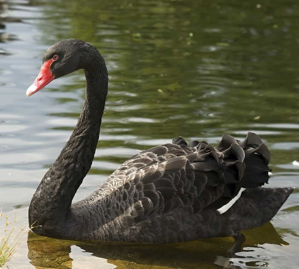 Nuoto del cigno nero, Slovacchia