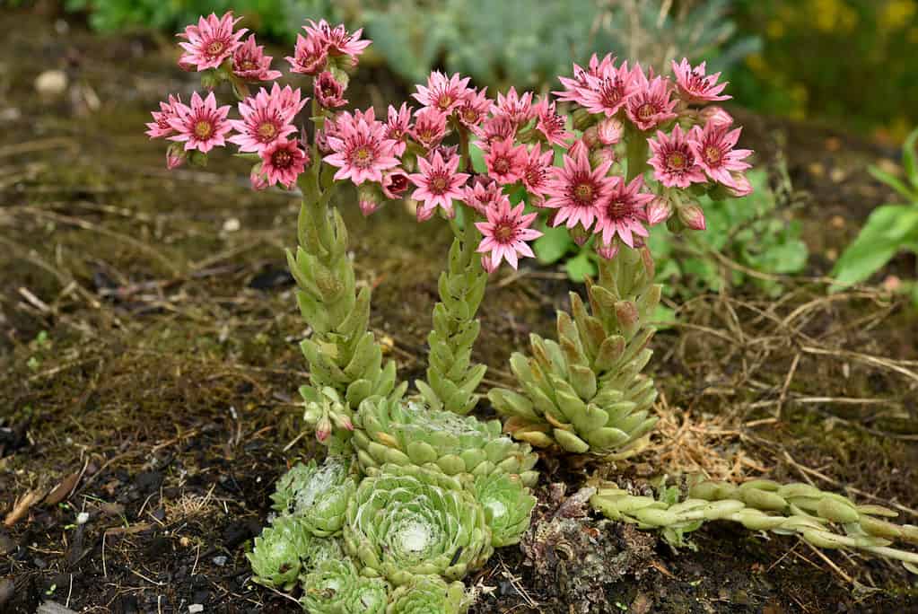 galline e pulcini succulenti