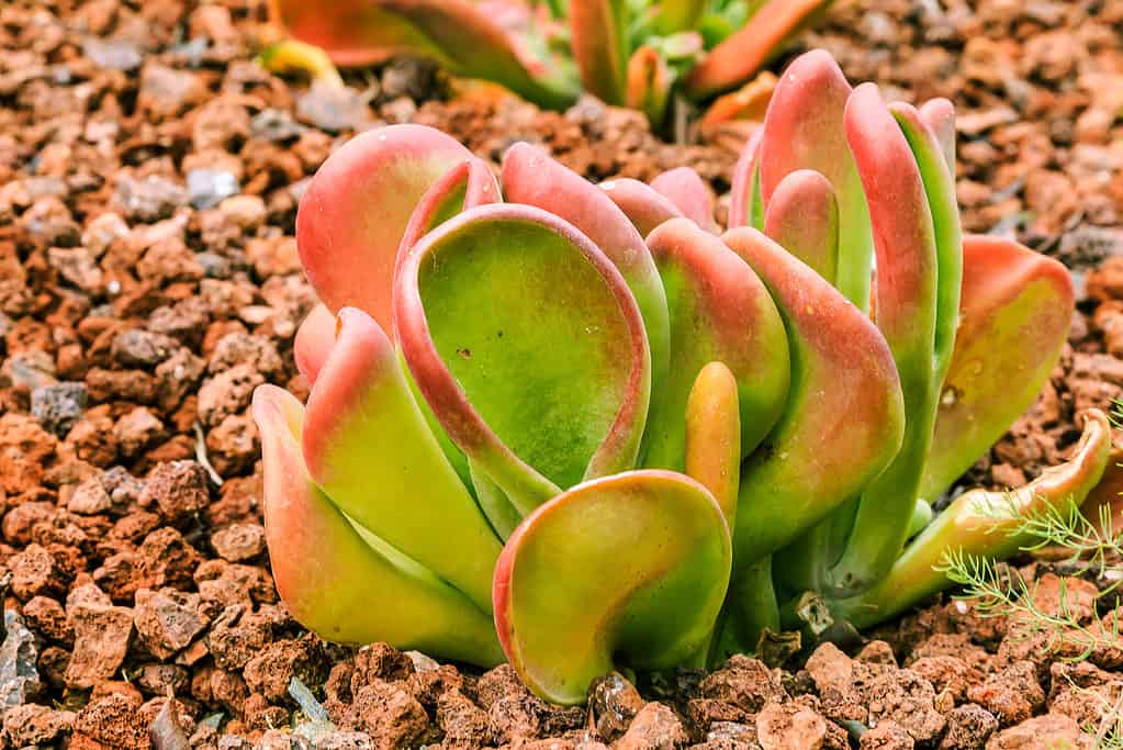 Le piante Flapjack sono piante grasse facili da coltivare e propagare.