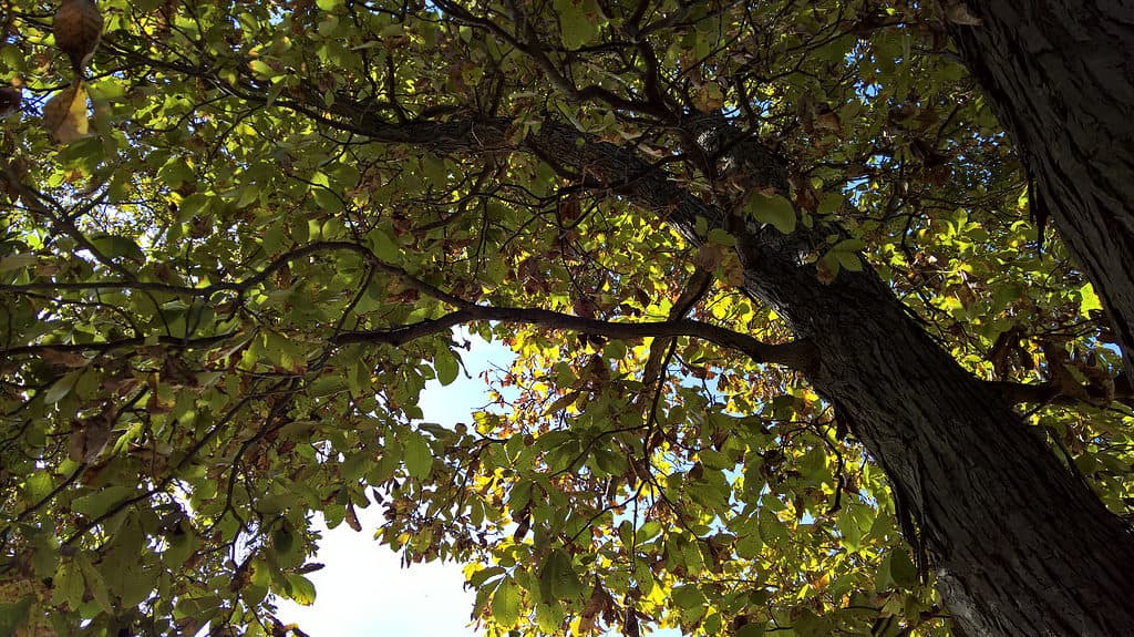 Hickory Shagbark (Carya ovata) con corteccia shaggy