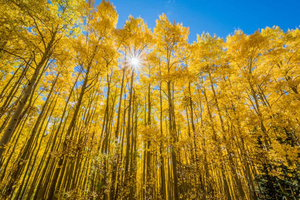 Alberi originari del New Jersey