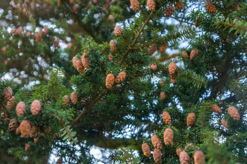 Albero di cicuta