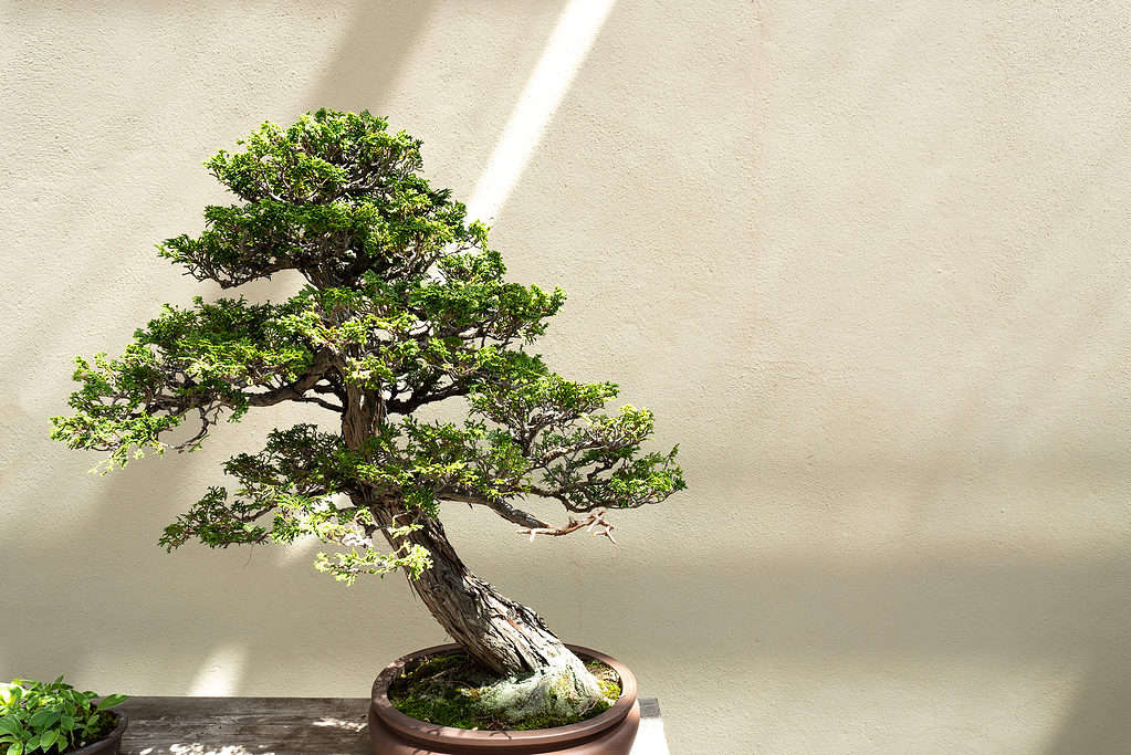 bonsai ottuso di cipresso