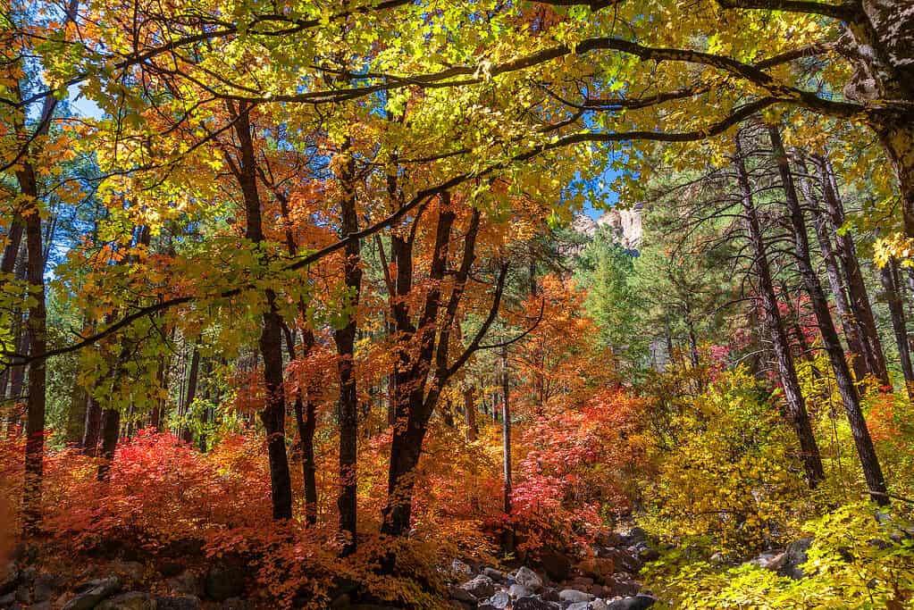 Alberi di acero dai denti grandi (Acer grandidentatum) con vivaci colori autunnali