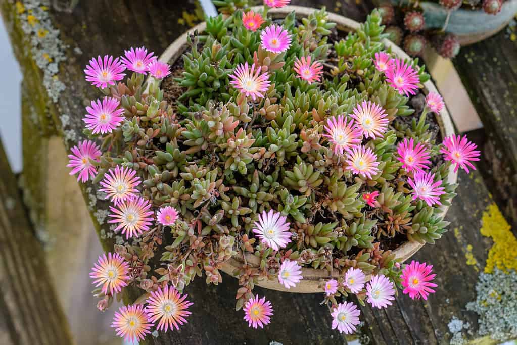 Succulente in fiore