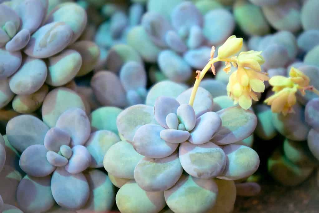 Succulente in fiore