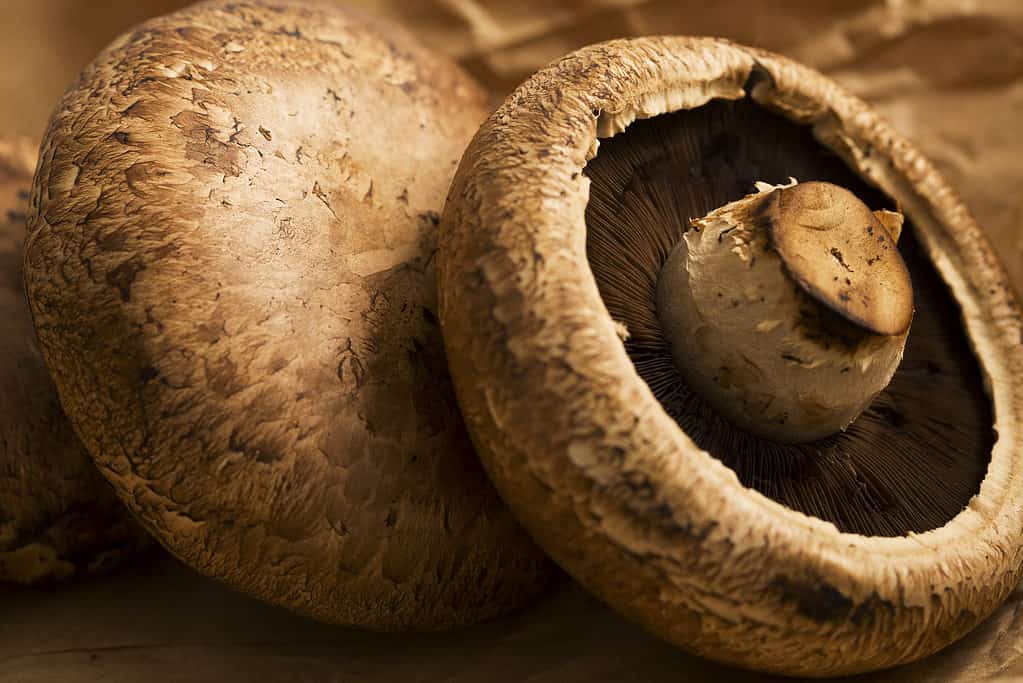 funghi champignon contro funghi portobello