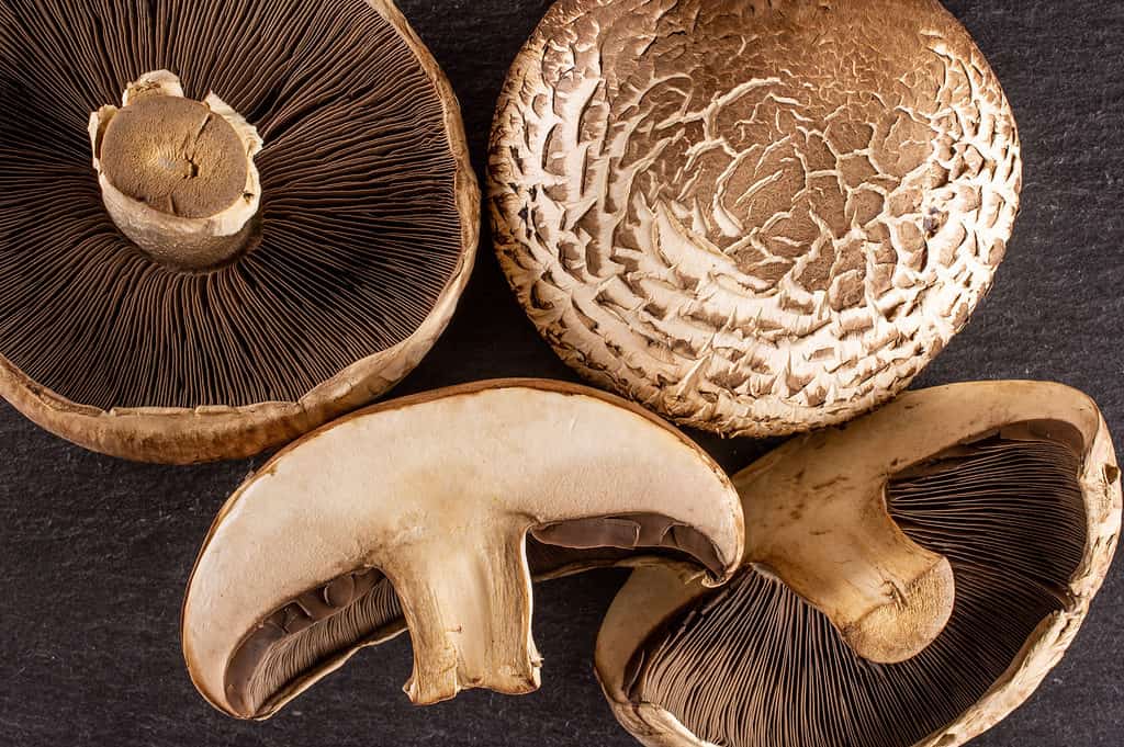 funghi portobello