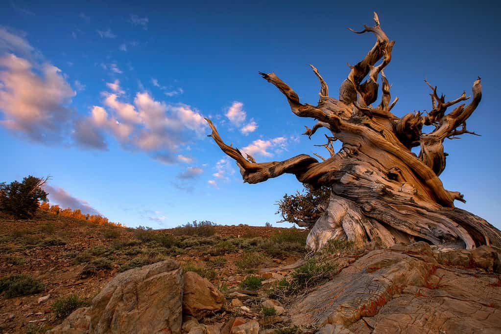 Matusalemme il Grande Bacino Bristlecone Pine Tree