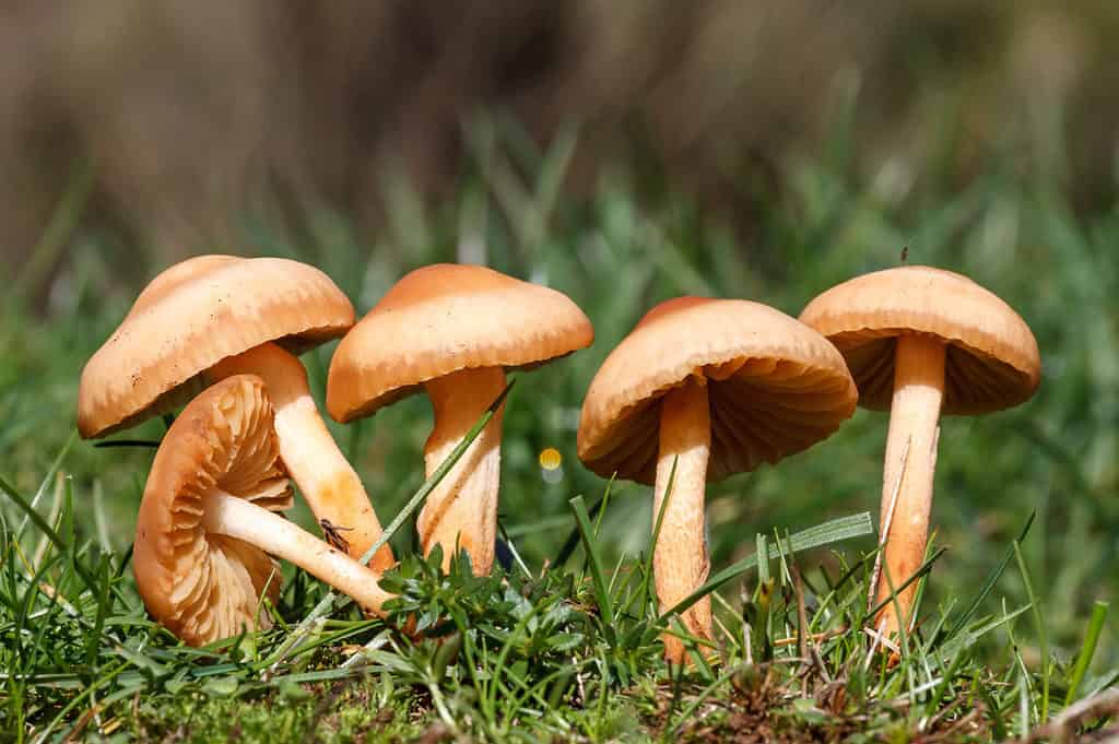 Funghi champignon vs funghi champignon