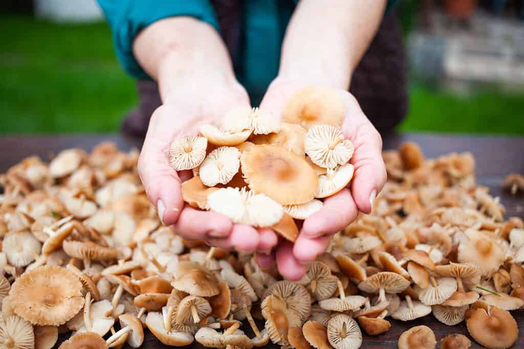 Funghi champignon vs funghi champignon