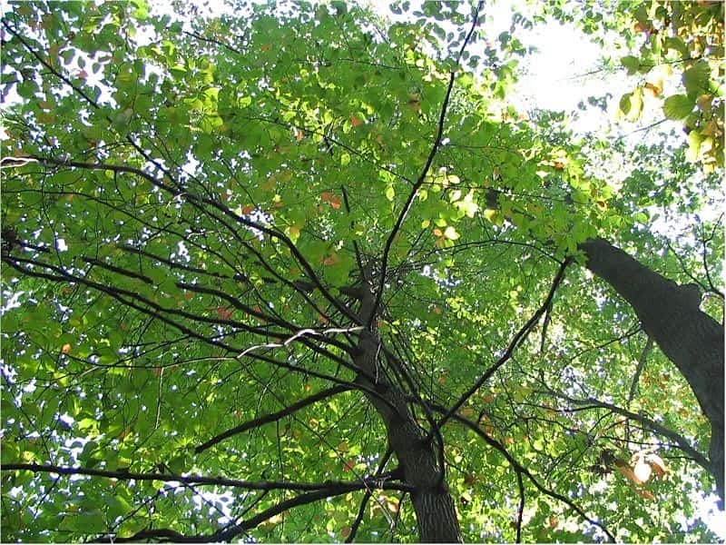 Blackgum (Nyssa sylvatica) o frutto nativo dell'albero di tupelo nero non visibile