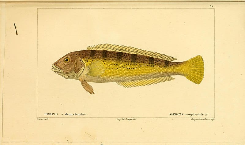 Pesce persico di sabbia argentino