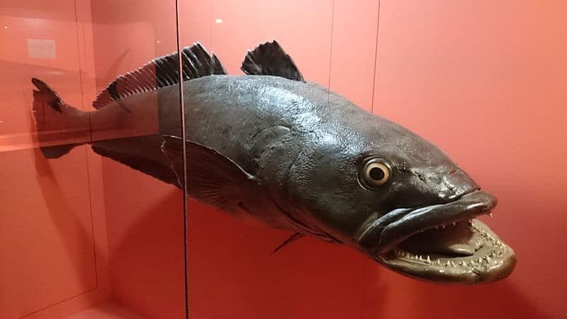 Lo merluzzo della Patagonia è un pesce di grandi dimensioni con file di denti super affilati.