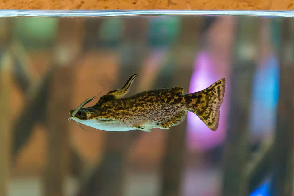 Il pesce gatto argentino può essere trovato in diversi fiumi argentini.
