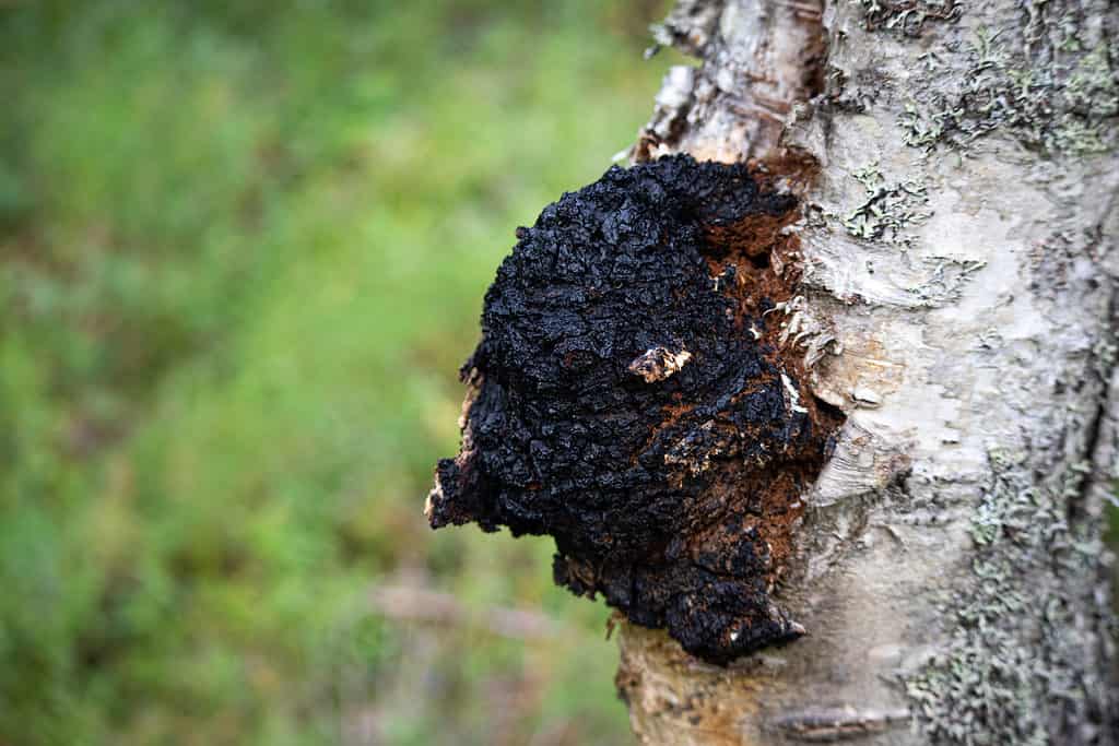 Fungo chaga che cresce sul lato di un albero di betulla