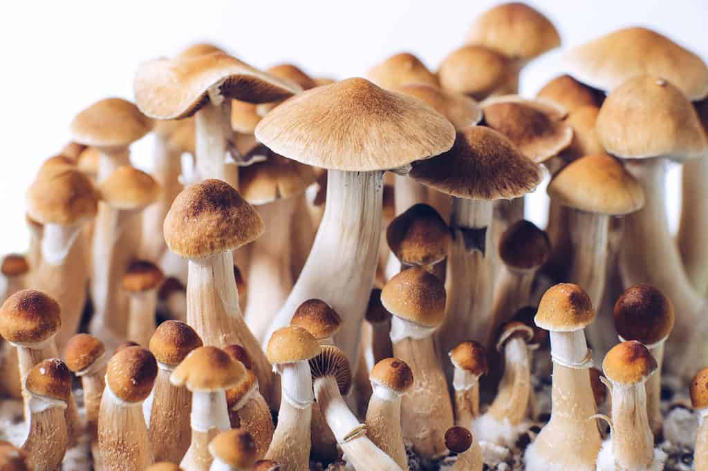 I funghi magici sono studiati per il trattamento di PTSD, ansia e depressione