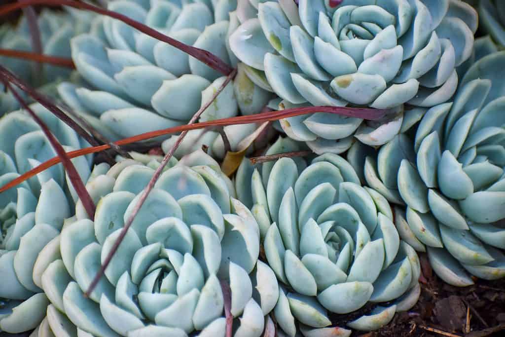 Succulente palla di neve messicana (Echeveria elegans) 