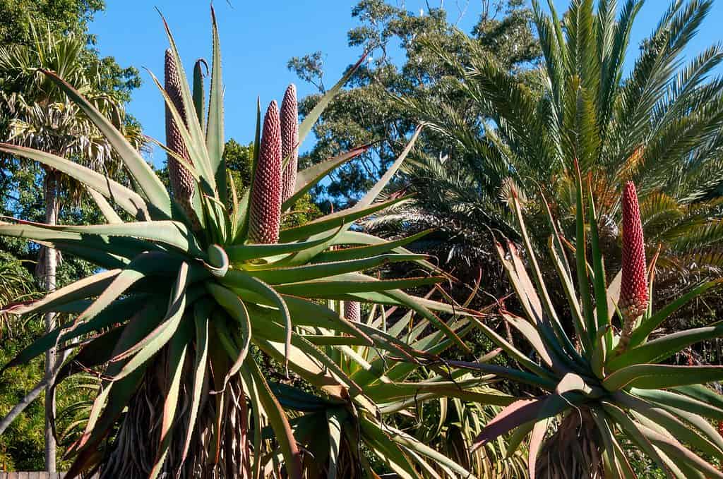 La grande pianta di aloe speciosa con coni di fiori