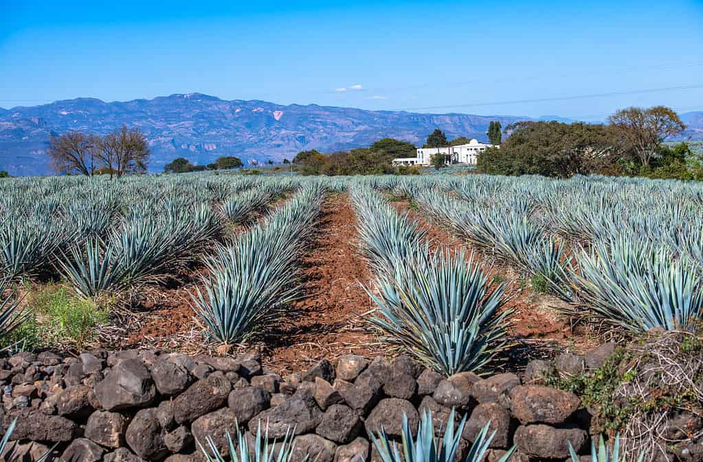 Campo di piante di agave blu in Messico