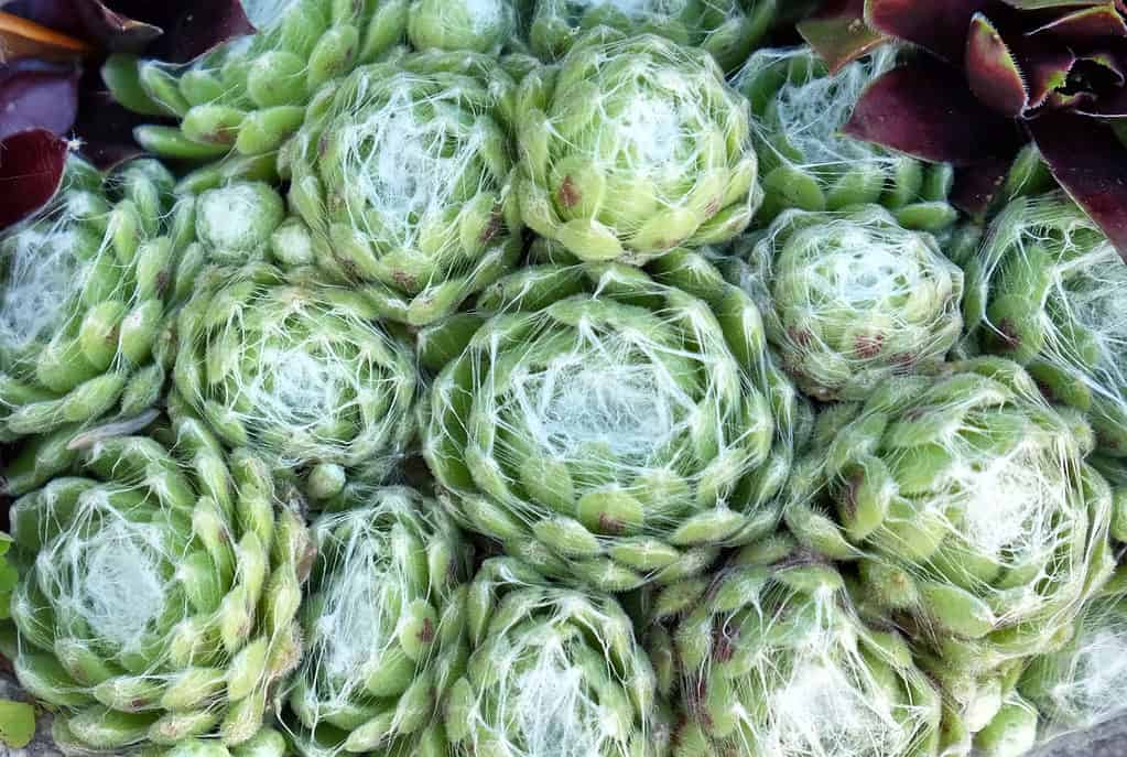 L'aspetto palmato del semprevivo ragnatela