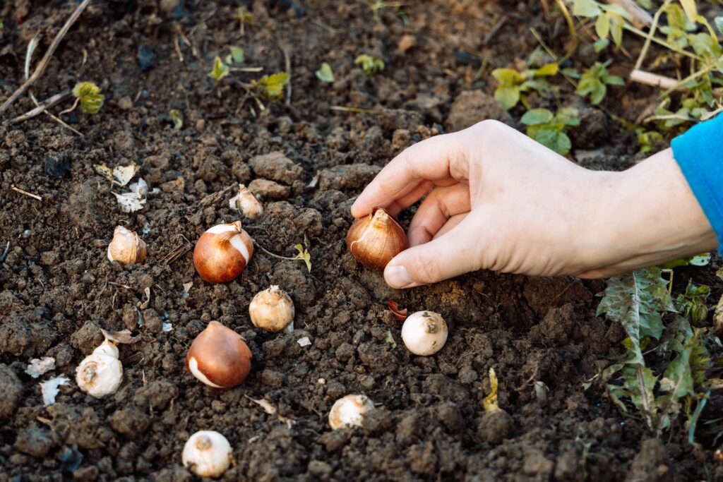 Mani che tengono i bulbi di tulipano prima di piantare