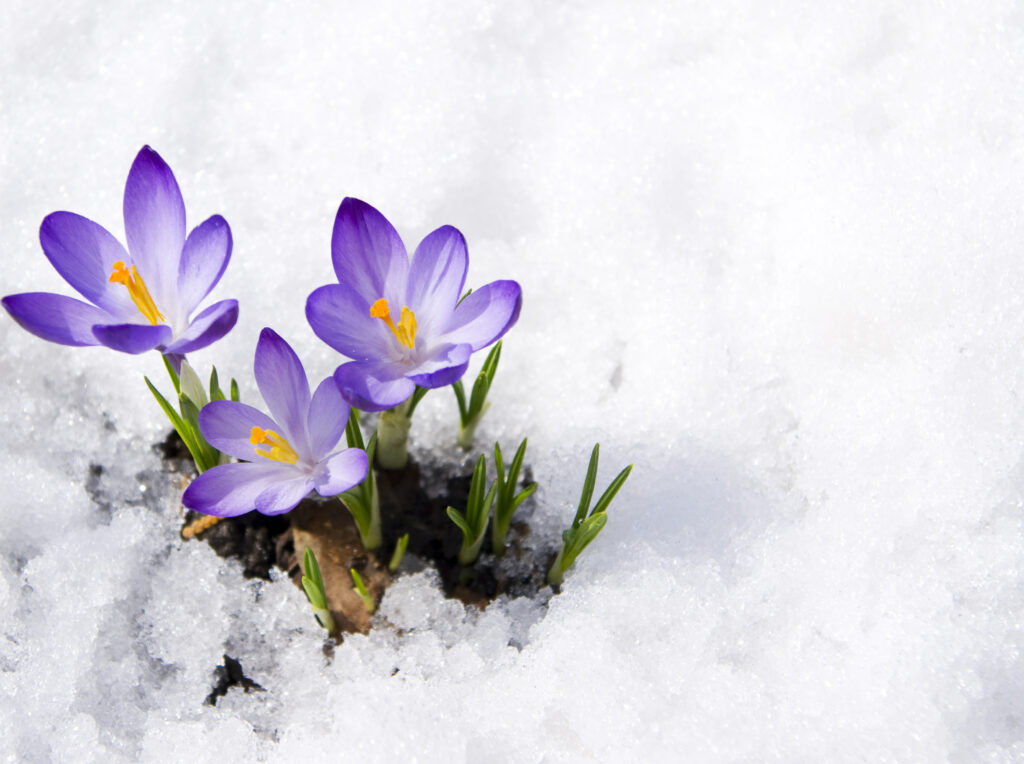 Crochi nella neve