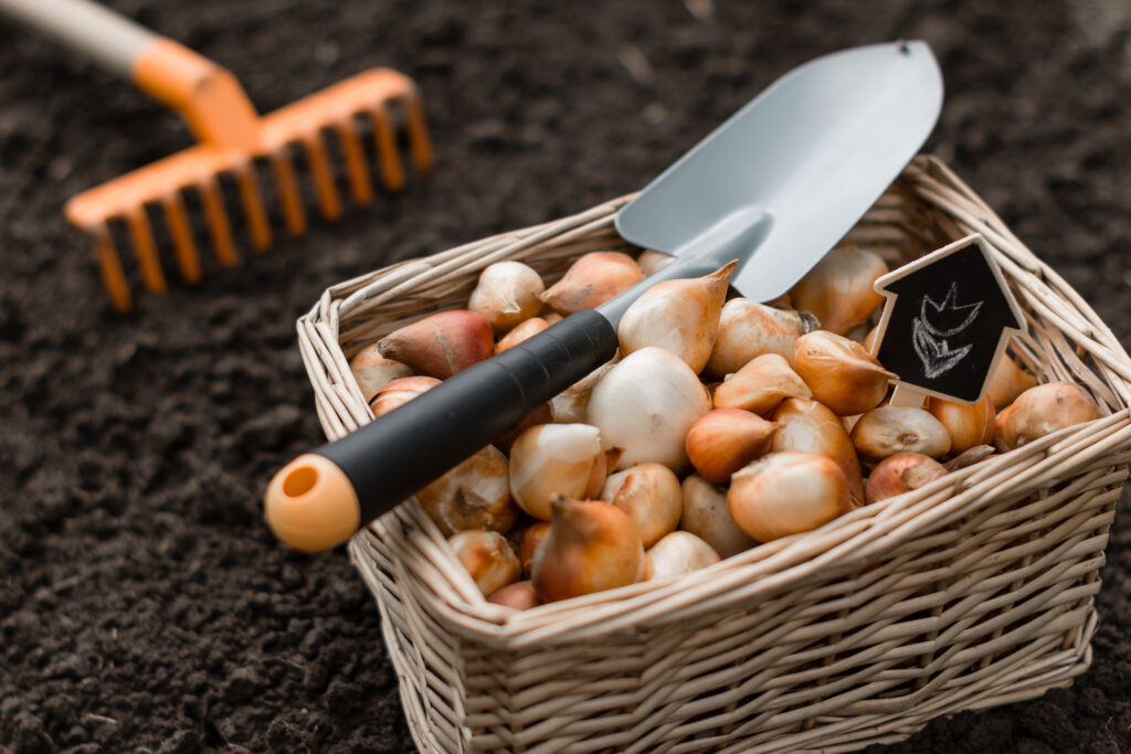 Bulbi di tulipano, vanga da giardino e rastrello