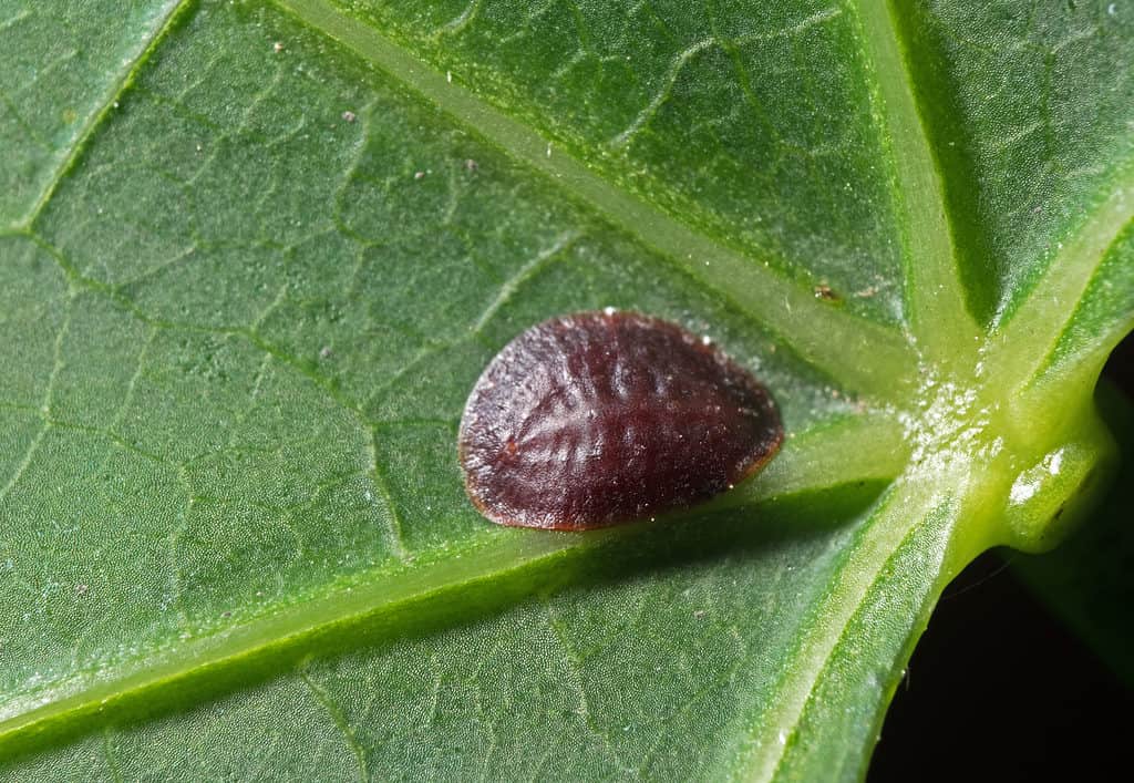Primo piano di un insetto di scala su una foglia verde