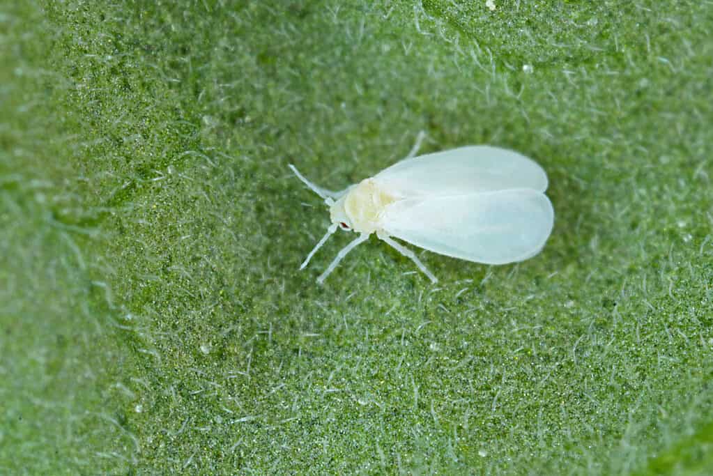 Mosca bianca su una foglia verde