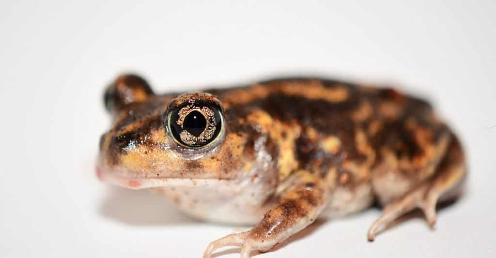 rospo spadefoot orientale