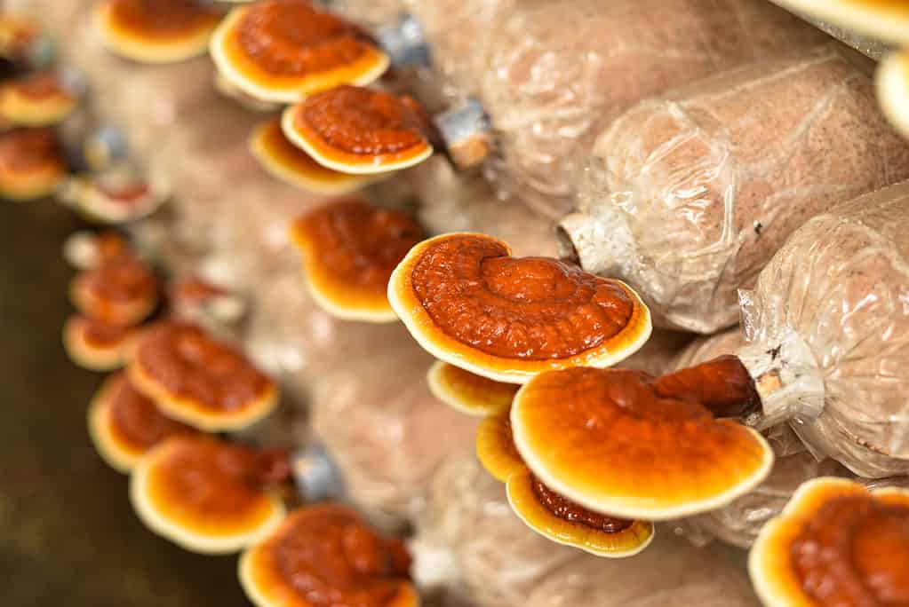 Funghi Reishi che crescono in ambiente controllato