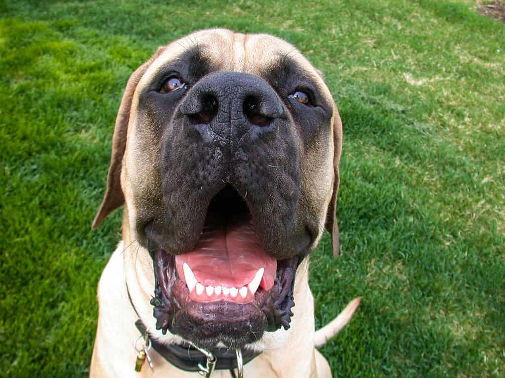 Mastino, Cultura inglese, Animale, Cultura britannica, Close-up
