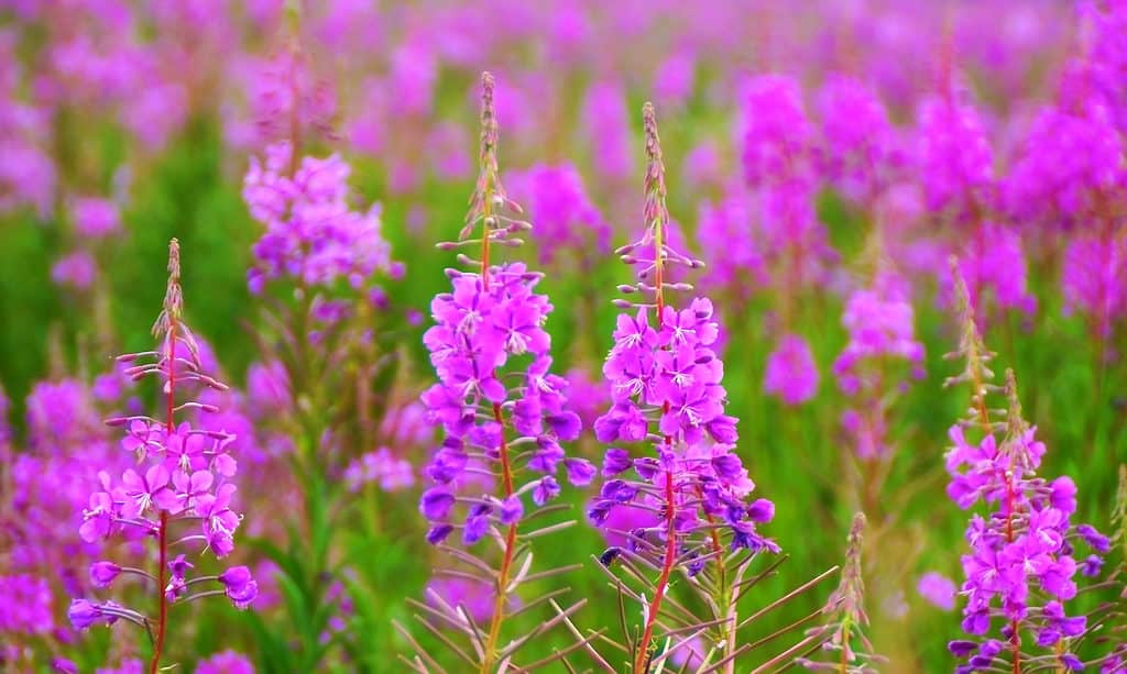 Epilobium angustifolium (Epilobium angustifolium)