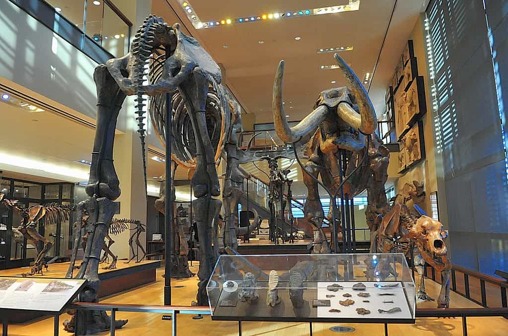 Museo Beneski di Storia Naturale, Amherst College nel Massachusetts
