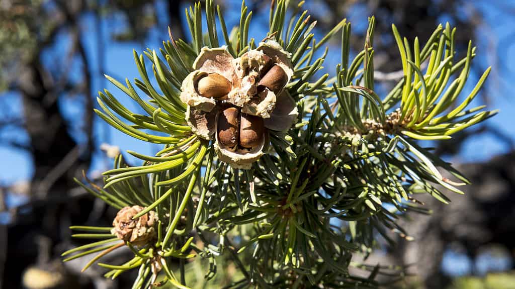 Close-up di noci pinyon in un guscio di un pino pinyon o Pinus edulis.