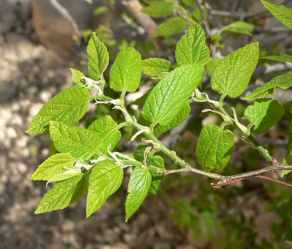 Netleaf Hackberry (Celtis reticulata)