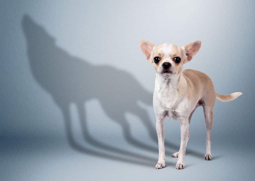 Lupo, cane, ombra, chihuahua - cane, rabbia