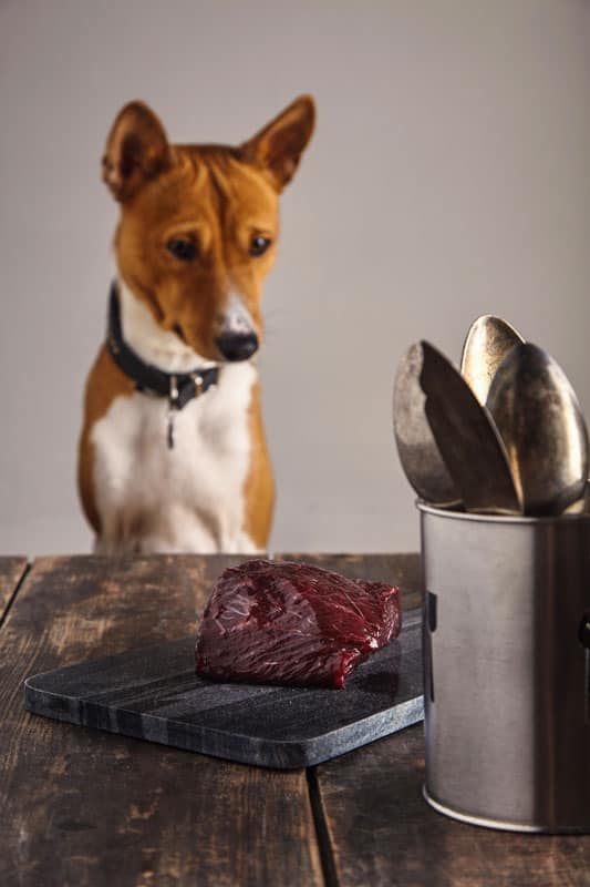 Basenji, cane, cibo, carne, senza persone