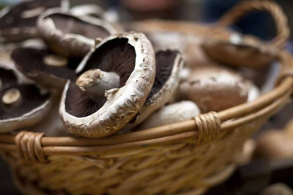 funghi portobello appena raccolti in un cestino