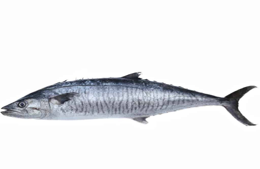 Un pesce wahoo su uno sfondo bianco