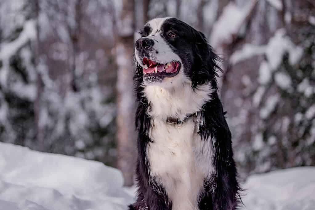 Bernfie nella neve